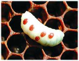 Varroa destructor 2 warroza
