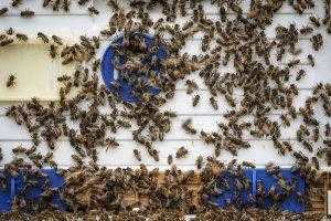 Harvest honey from bee hives