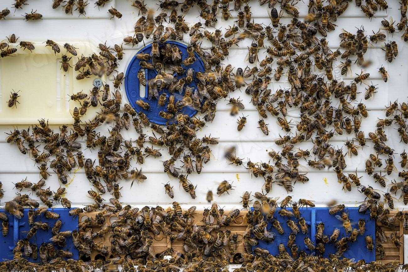 Harvest honey from bee hives