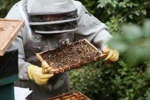 Strona Główna 8 crop beekeeper considering honeycomb in apiary