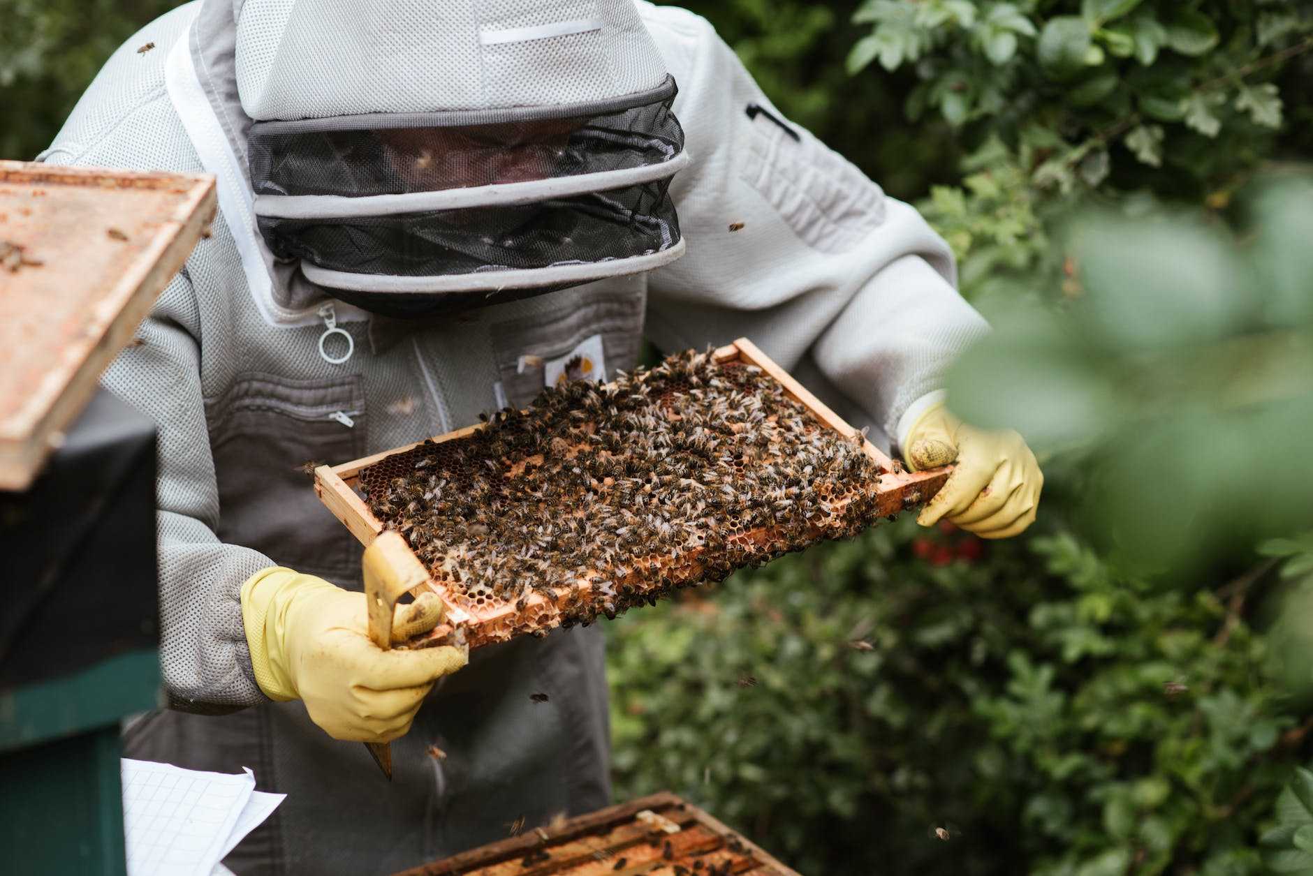 crop beekeeper considering honeycomb in apiary